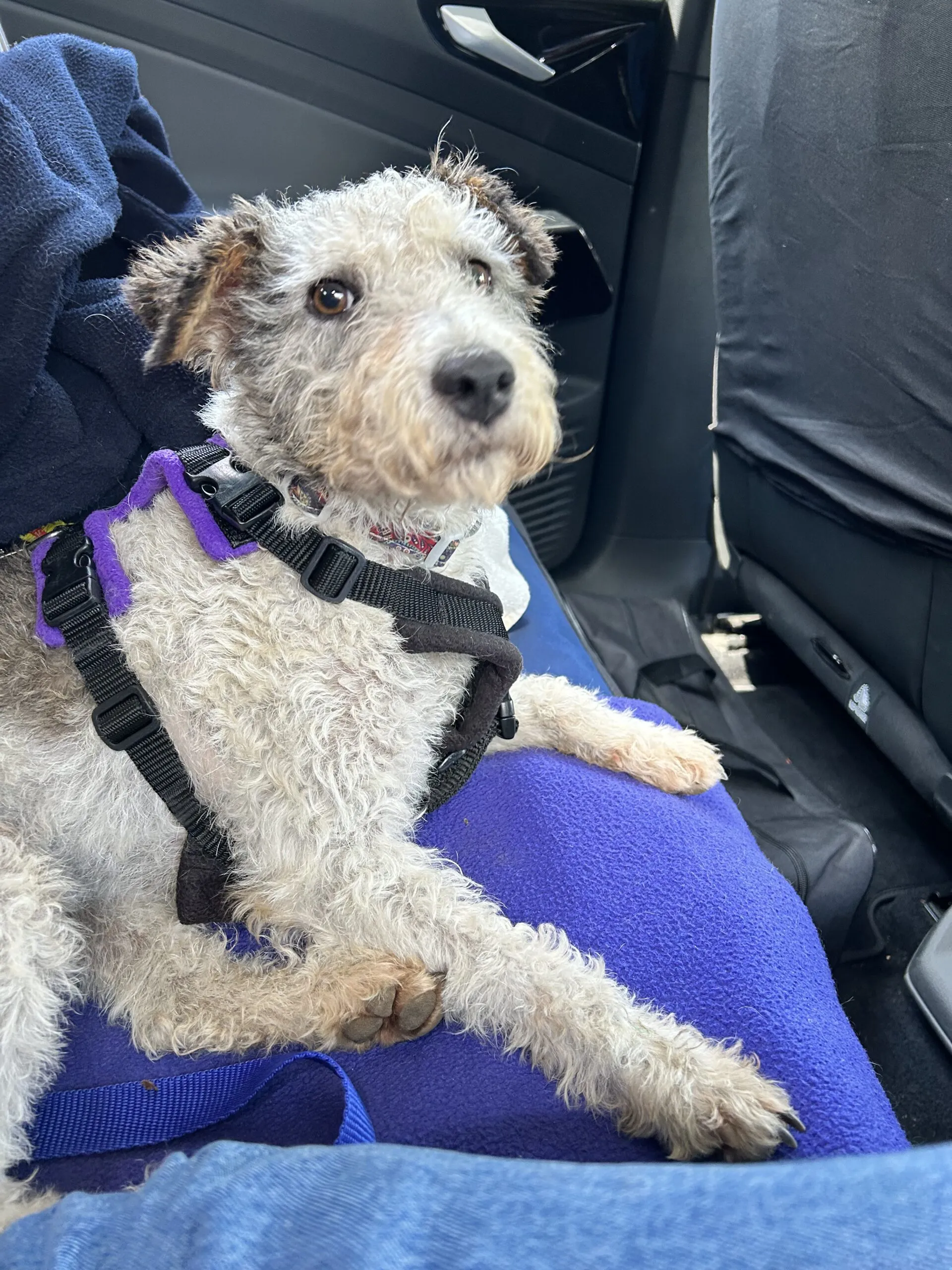 Close-up of a Wire Haired Fox Terrier's face with expressive eyes, showing curiosity.