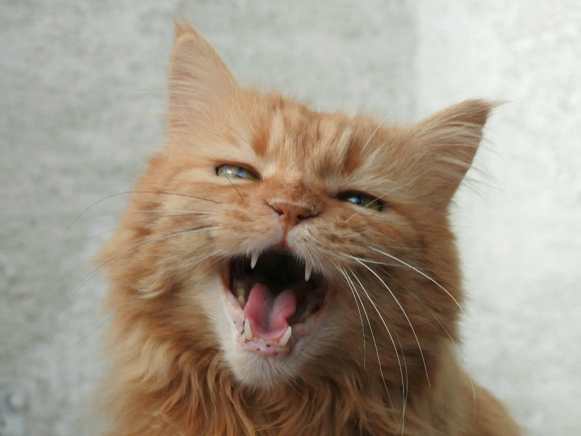 Close-up of an orange cat meowing directly into the camera