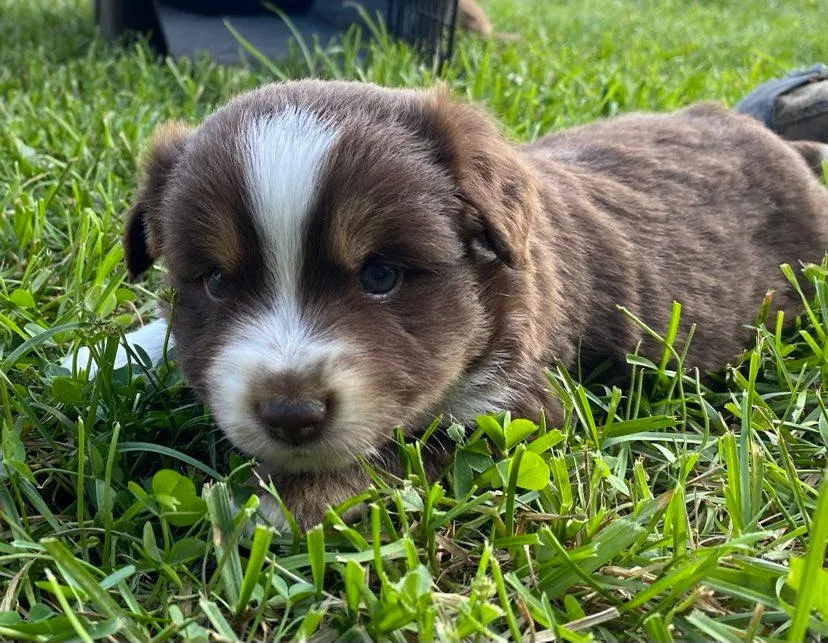 Close-up of available red tri male's markings