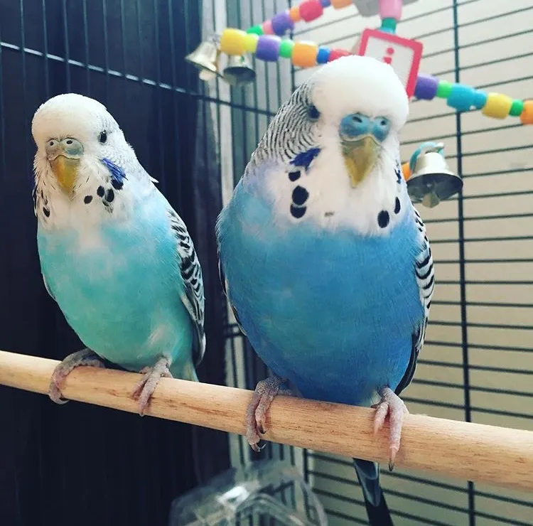Close-up of Bella and Bert showing female cere browning and male uniformity