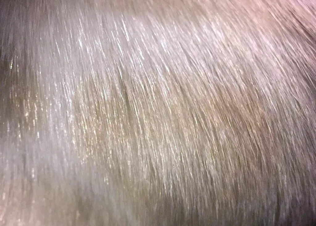 Close-up of Bengal cat glitter effect