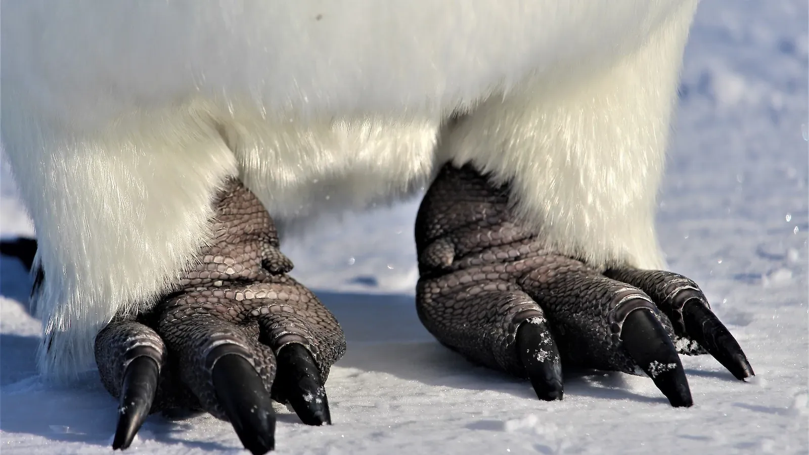 Close up of feet of an emperor penguin standing on the ice