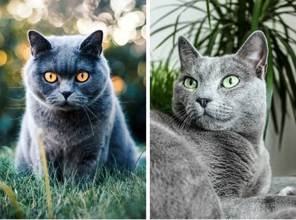 Close-up of grey cat eyes showing vivid green of Russian Blue versus golden of British Blue