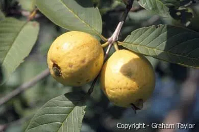 Close-up of guava fruit favored by Eclectus parrots
