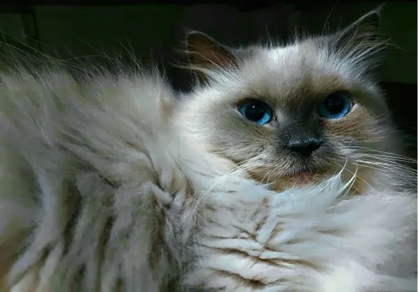 Close-up of Himalayan cat's piercing blue eyes