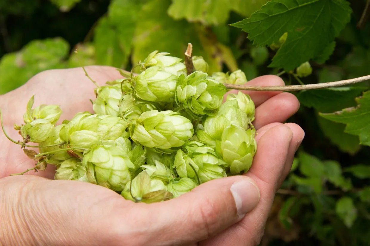 Close-up of hops cones on a vine, commonly used in beer brewing.