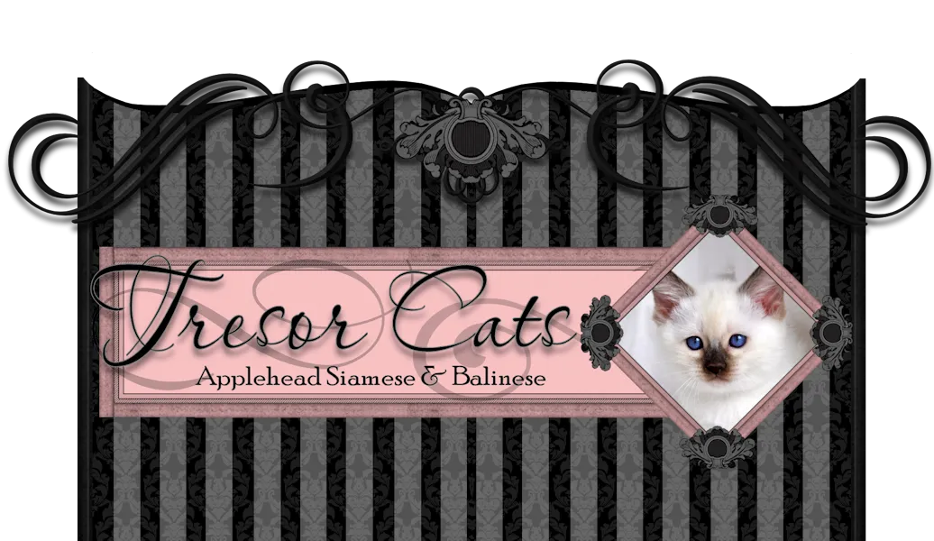 Close-up of lynx point Siamese fur pattern