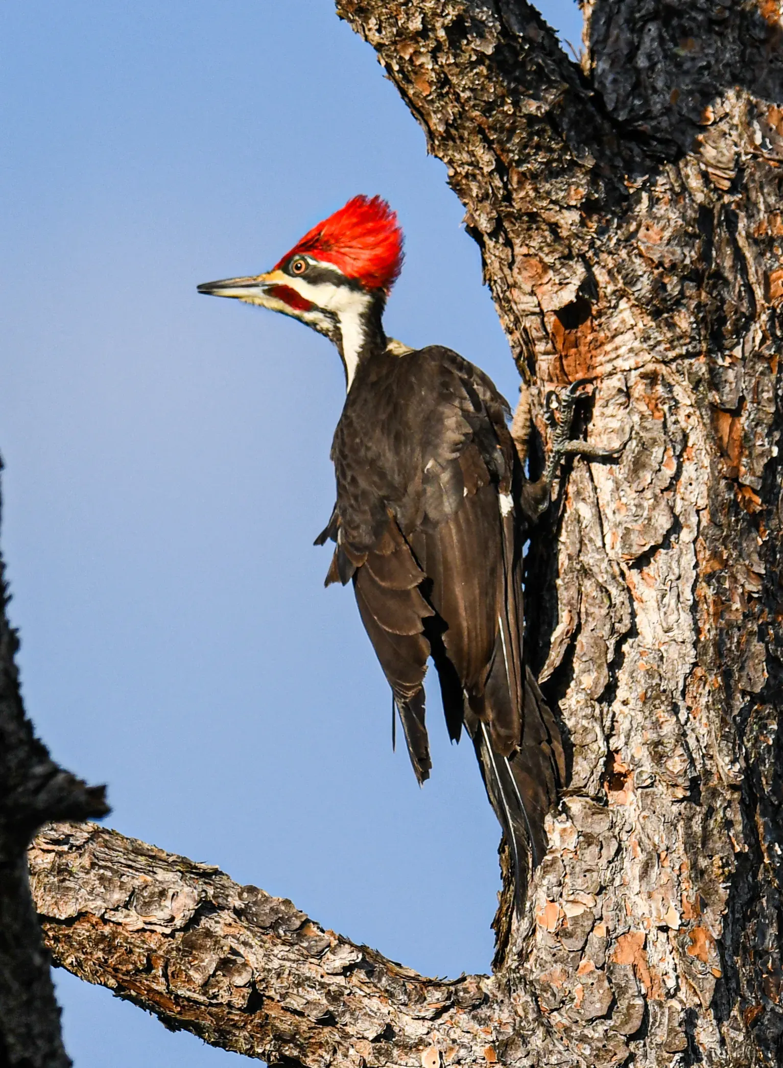 Close-up of male Pileated Woodpecker at work on the cavity