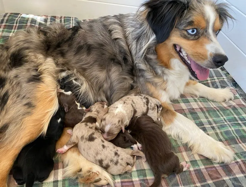 Close-up of red tri mini aussie puppy from the litter