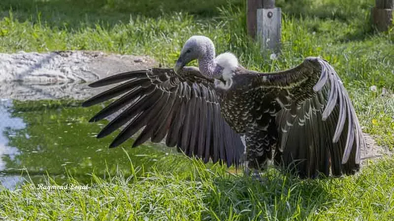 Close-up of Rüppell's Griffon Vulture inspecting surroundings