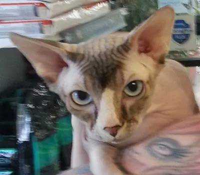 Close-up of Seal Mink Sphynx showing even color distribution across body and points