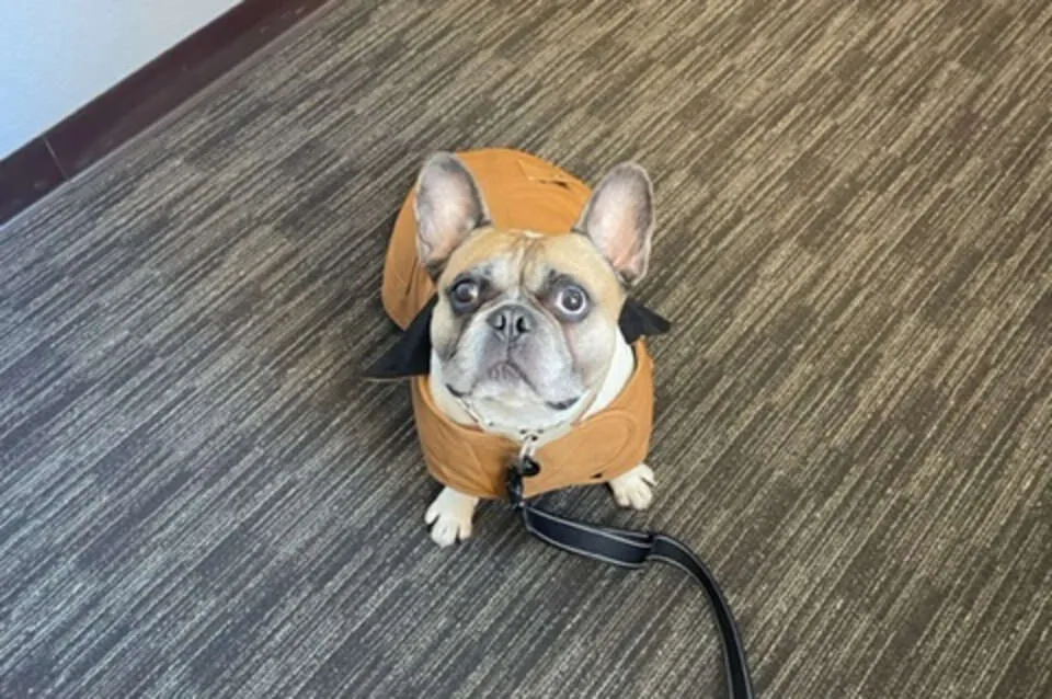 Close-up of the durable Carhartt dog jacket material on a dog