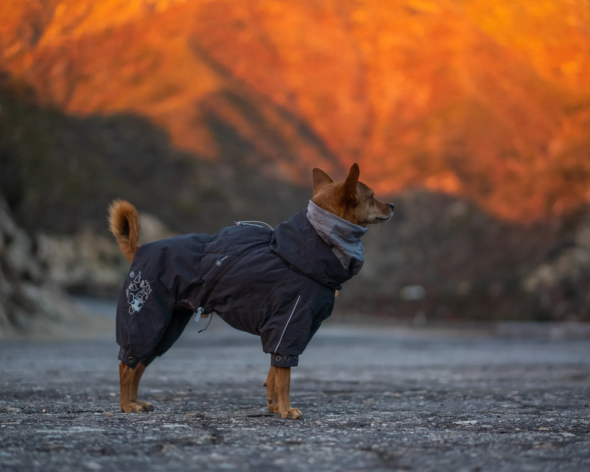 Close-up of the Hurtta Extreme Overall's diagonal zipper for easy wear