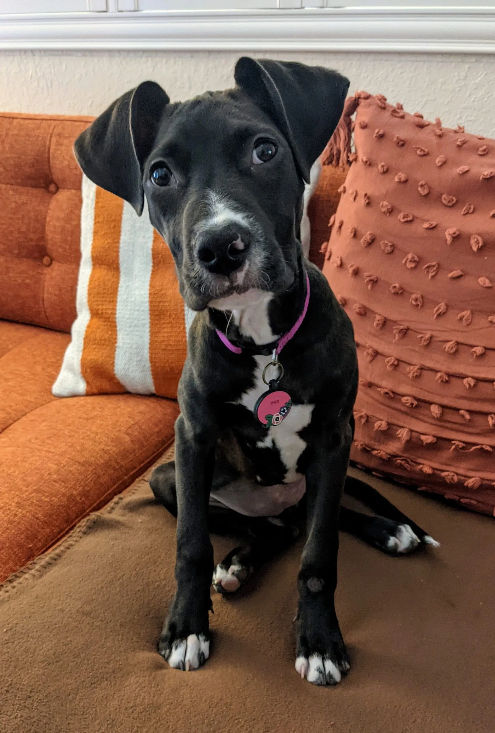 Close-up of two floral QALO silicone dog tags showing customizable details.