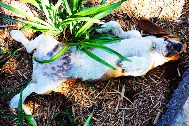 Close-up of Walter the Basset Hound's face, looking curious