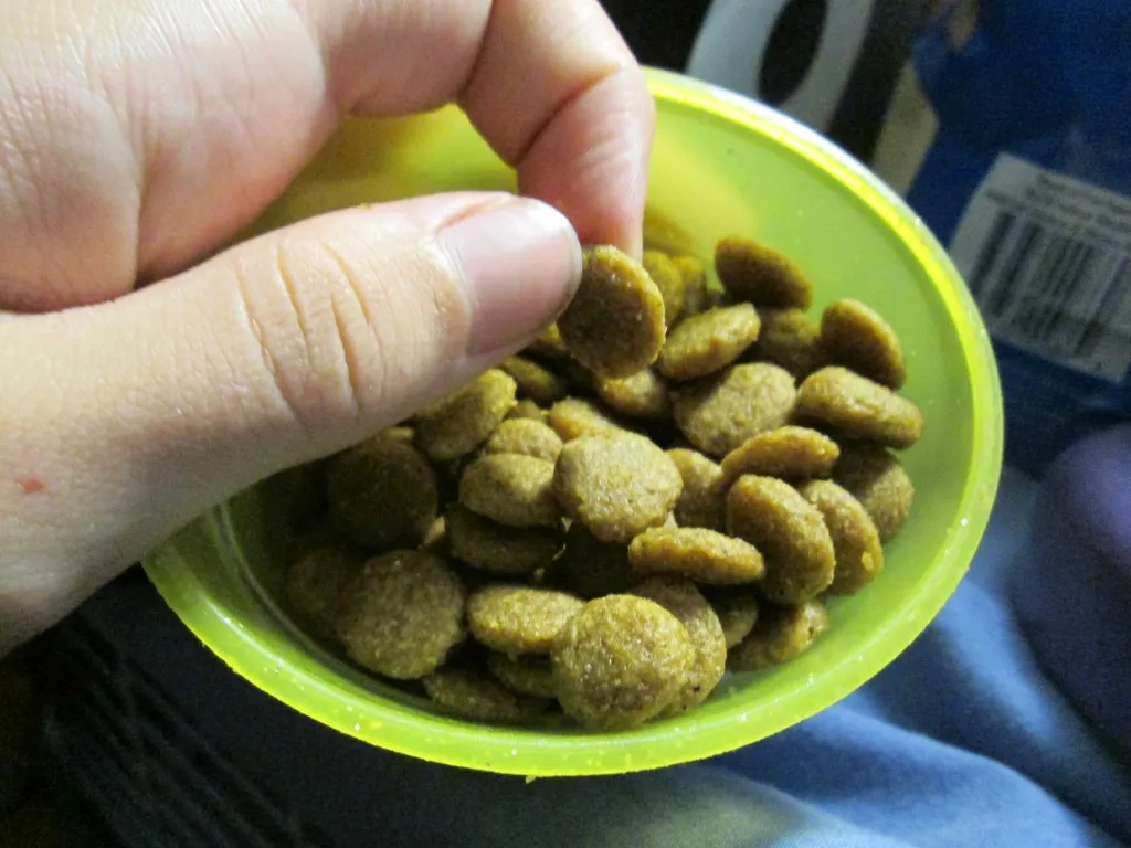 Close-up of Whole Paws Grain Free Maintenance Formula Salmon & Sweet Potato dry kibble, showing its flat, disc-shaped pieces
