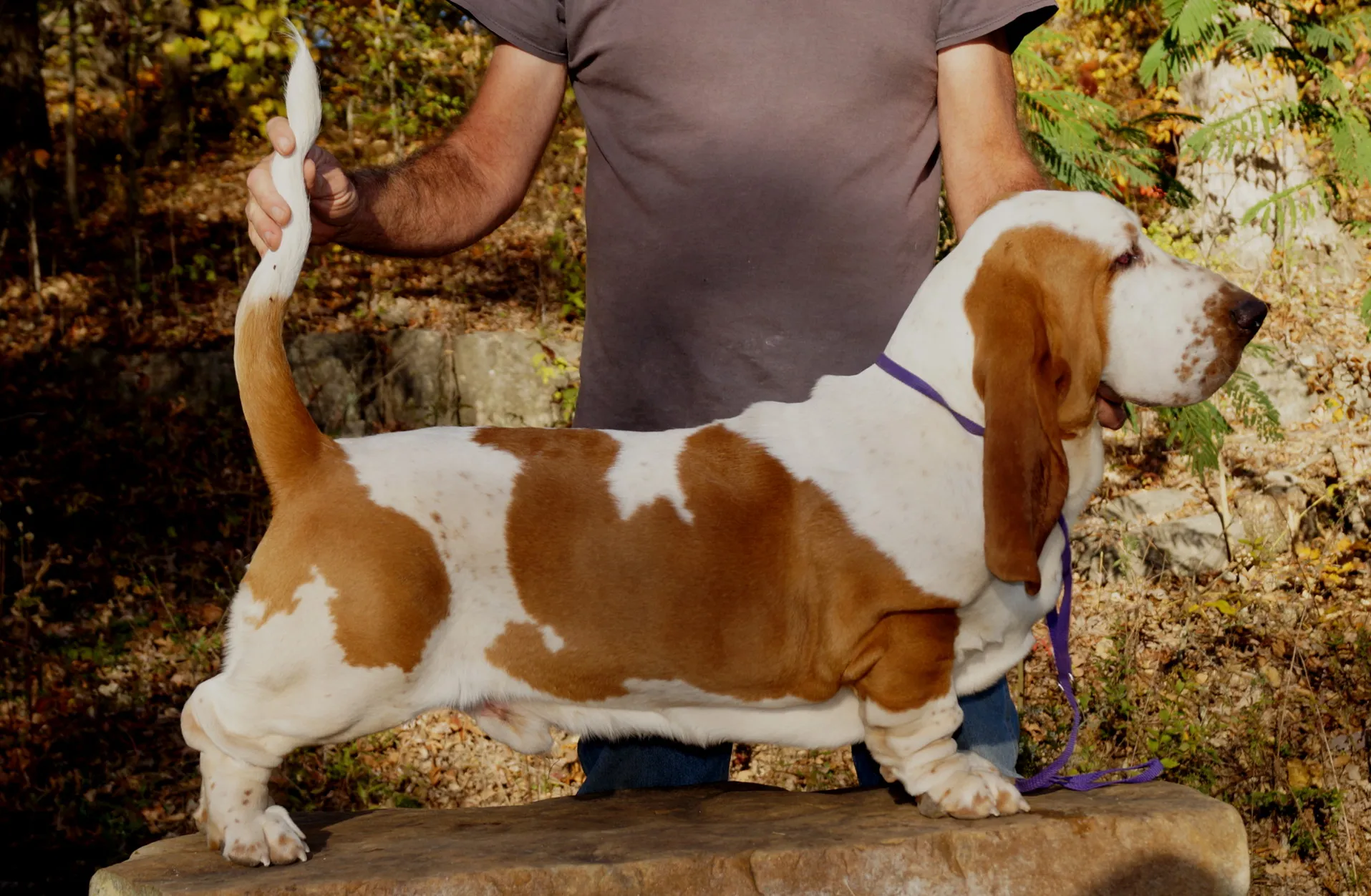 Close-up of Willie as a young pup