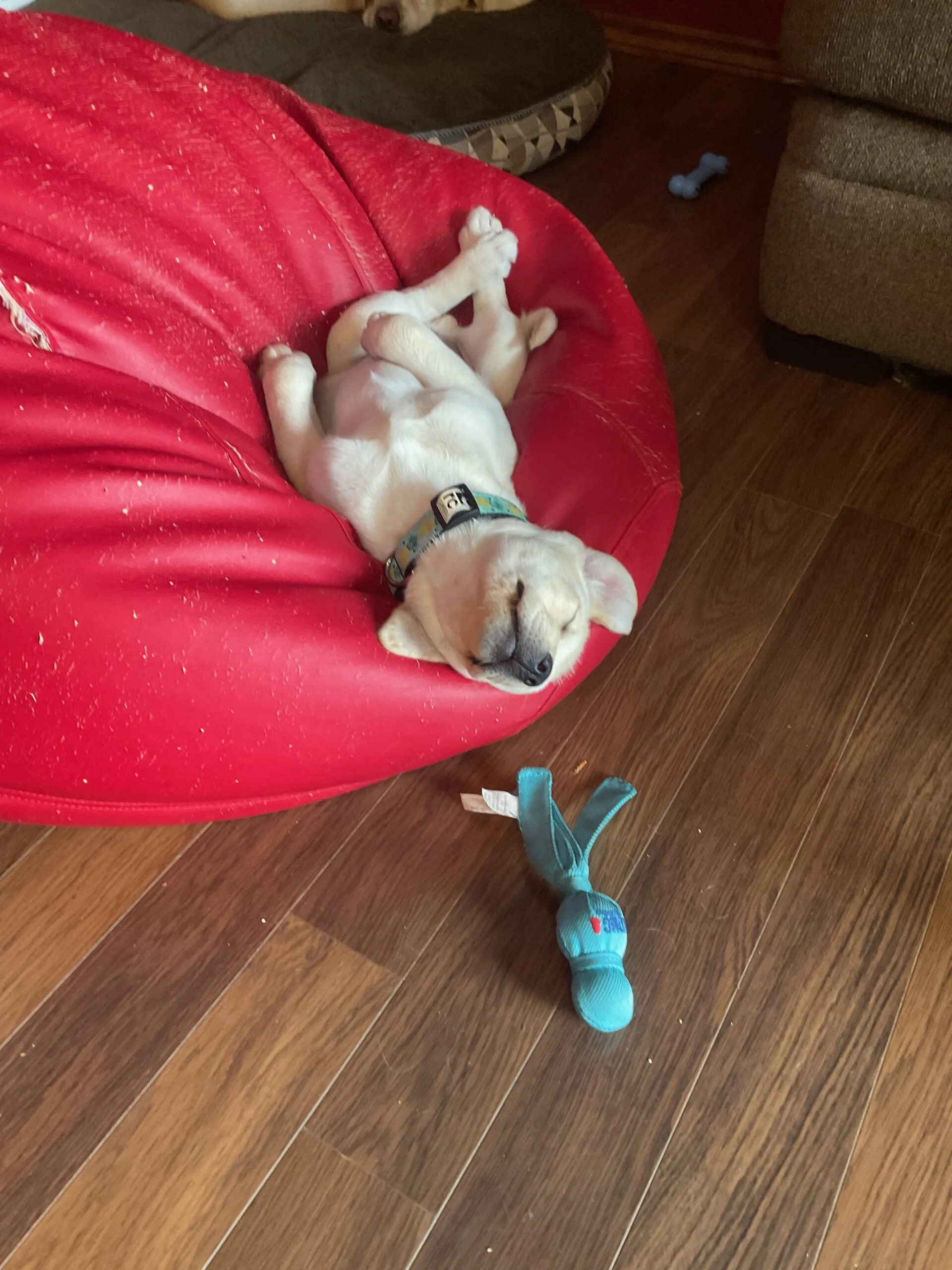 Close-up of young puppy Ozzie during his early days at home, highlighting the need for timely vaccinations