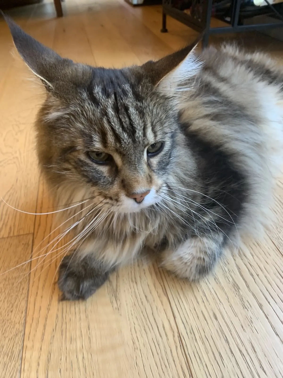 Close-up picture of Maine Coon cat