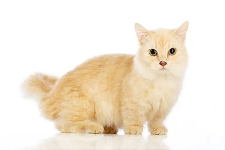 Close-up portrait of a ginger Munchkin cat with bright eyes, highlighting its distinctive features