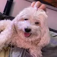 Close-up portrait of Snuggie, a fluffy dog with bright eyes, looking attentive