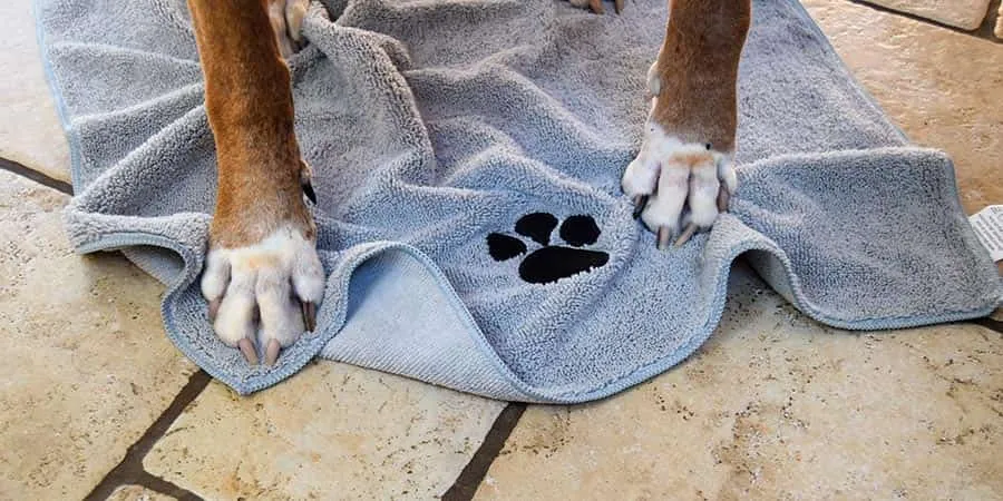 Close-up view of a dog's paws showing potential soreness areas