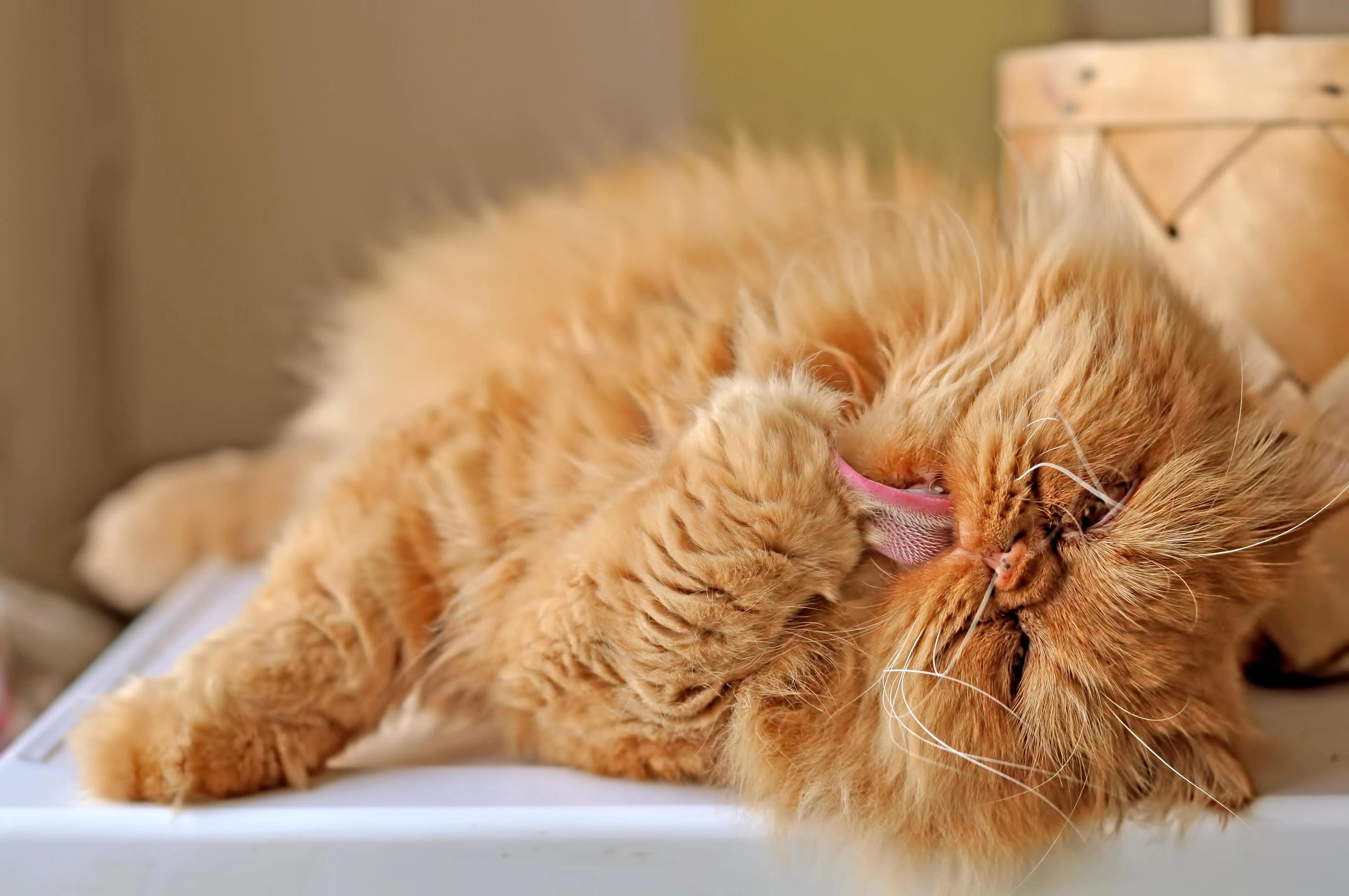 Close-up view of an orange Persian cat meticulously cleaning its paw