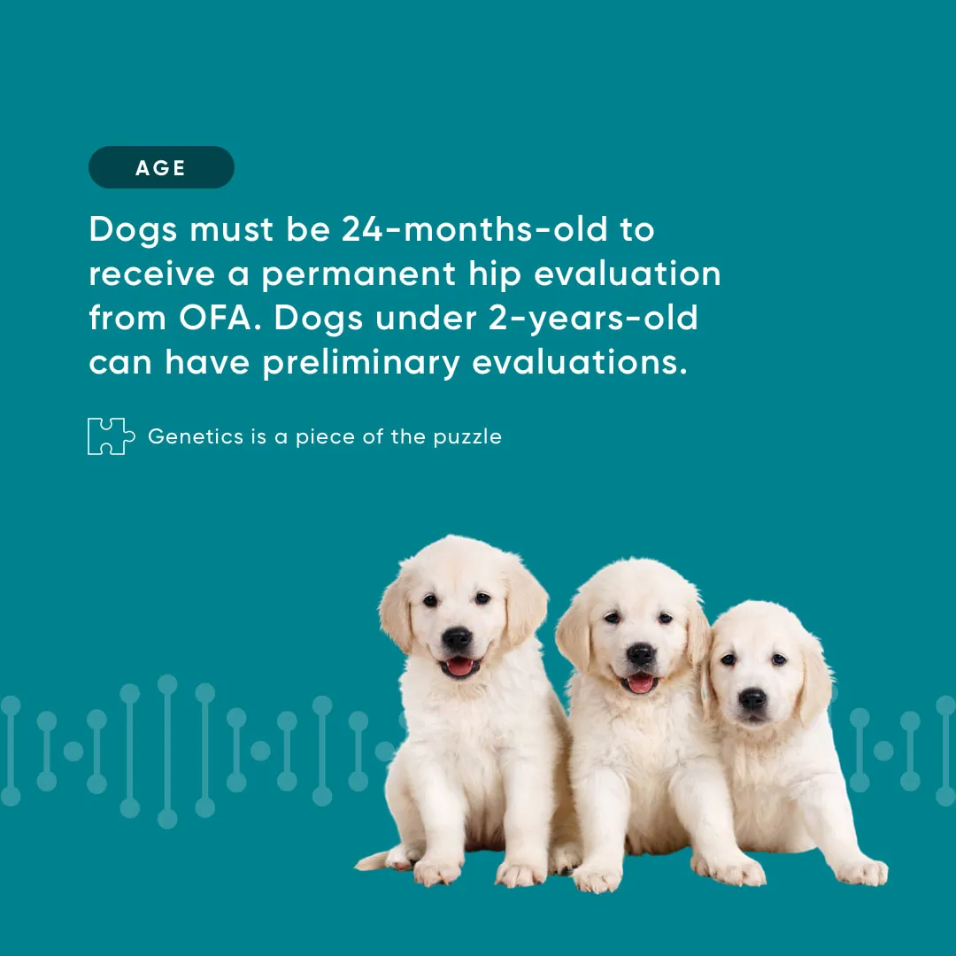 Close-up X-ray view of a dog's hip joint, showing detailed bone structure