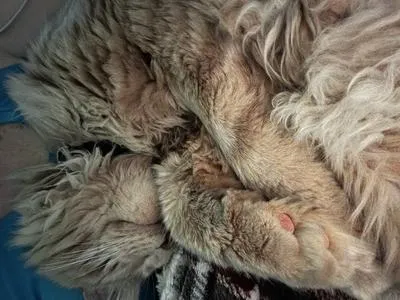 Closeup of soft sleeping purebred Maine Coon cat