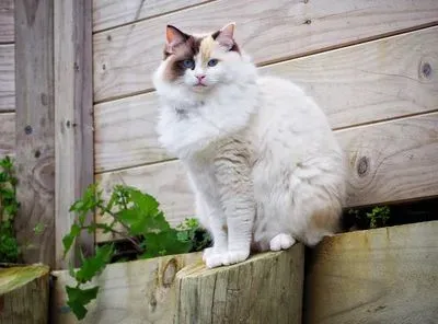 Closeup seal tortie bi-color female Ruby