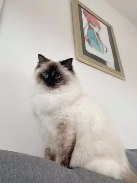 Closeup seal tortie point female Cassandra