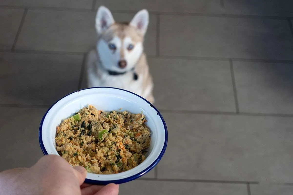 Closing shot of satisfied dogs after Farmer’s Dog feeding