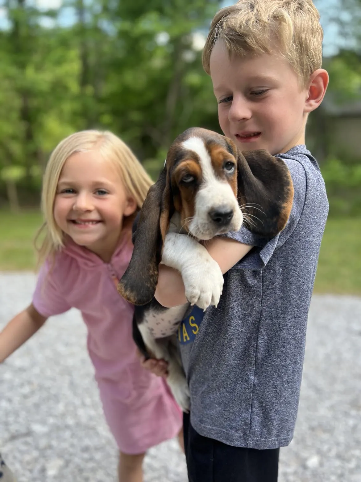 Cluster of fluffy basset hound puppies cuddling