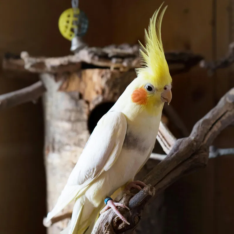 cockatiel on perch among other branches and toys