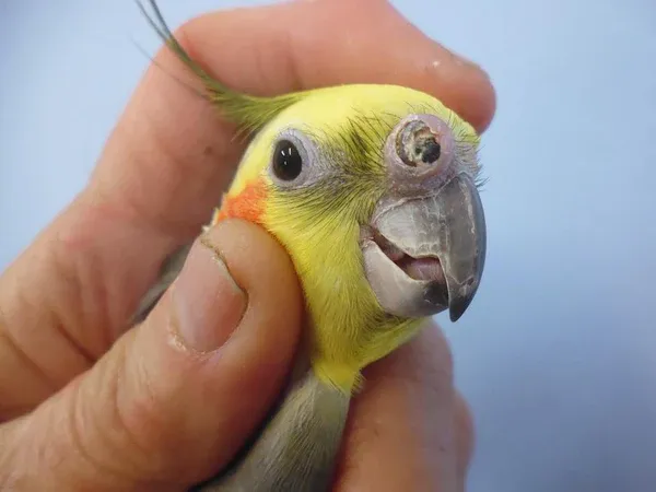 Cockatiel showing eye abscess from Vitamin A deficiency