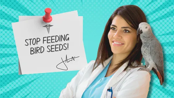 Cockatoo parrot diet