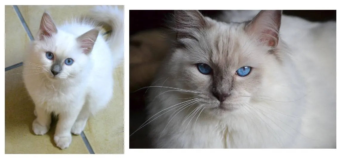 Cody, lilac point Ragdoll at 15 weeks and 2 years