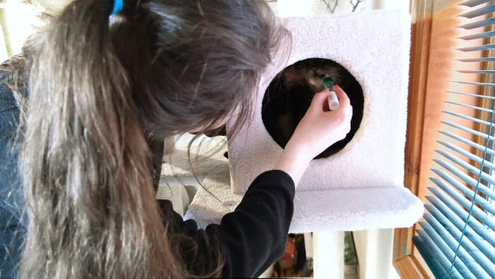 Collecting cat DNA sample from Forest