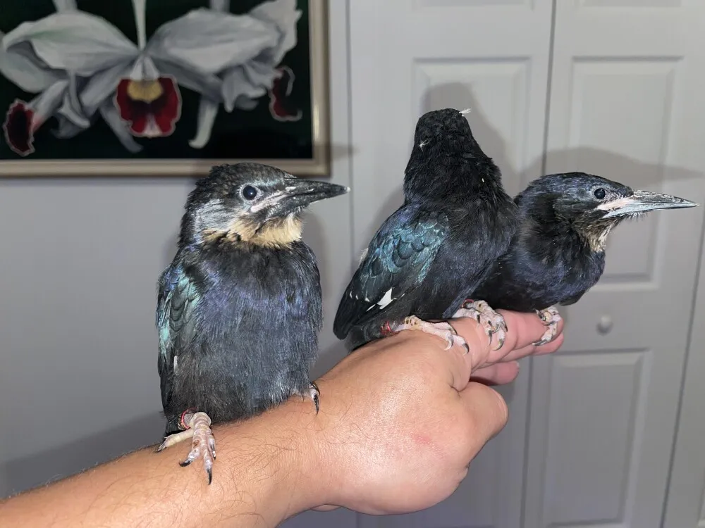 Collection of exotic softbills including mynah birds for sale