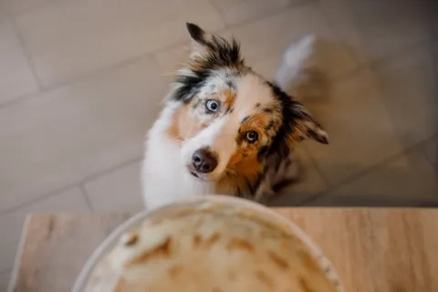 Collie dog looking expectantly at an empty food bowl