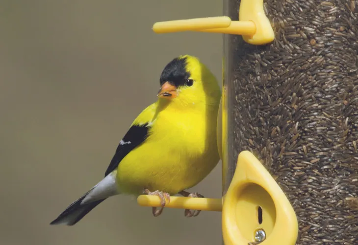 Colorful finches feeding on seeds from a backyard feeder