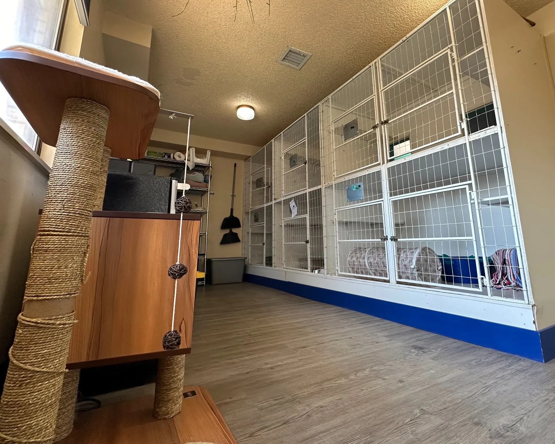 Comfortable kitty condo setup for feline boarding