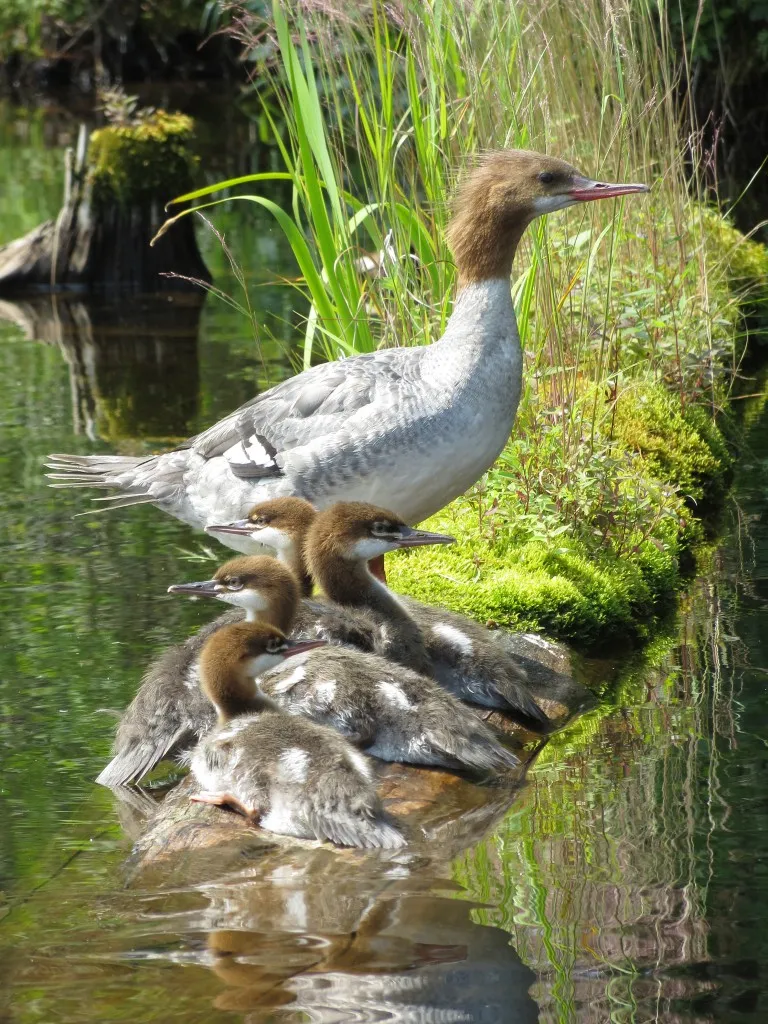Common Merganser ducklings shortly after hatching