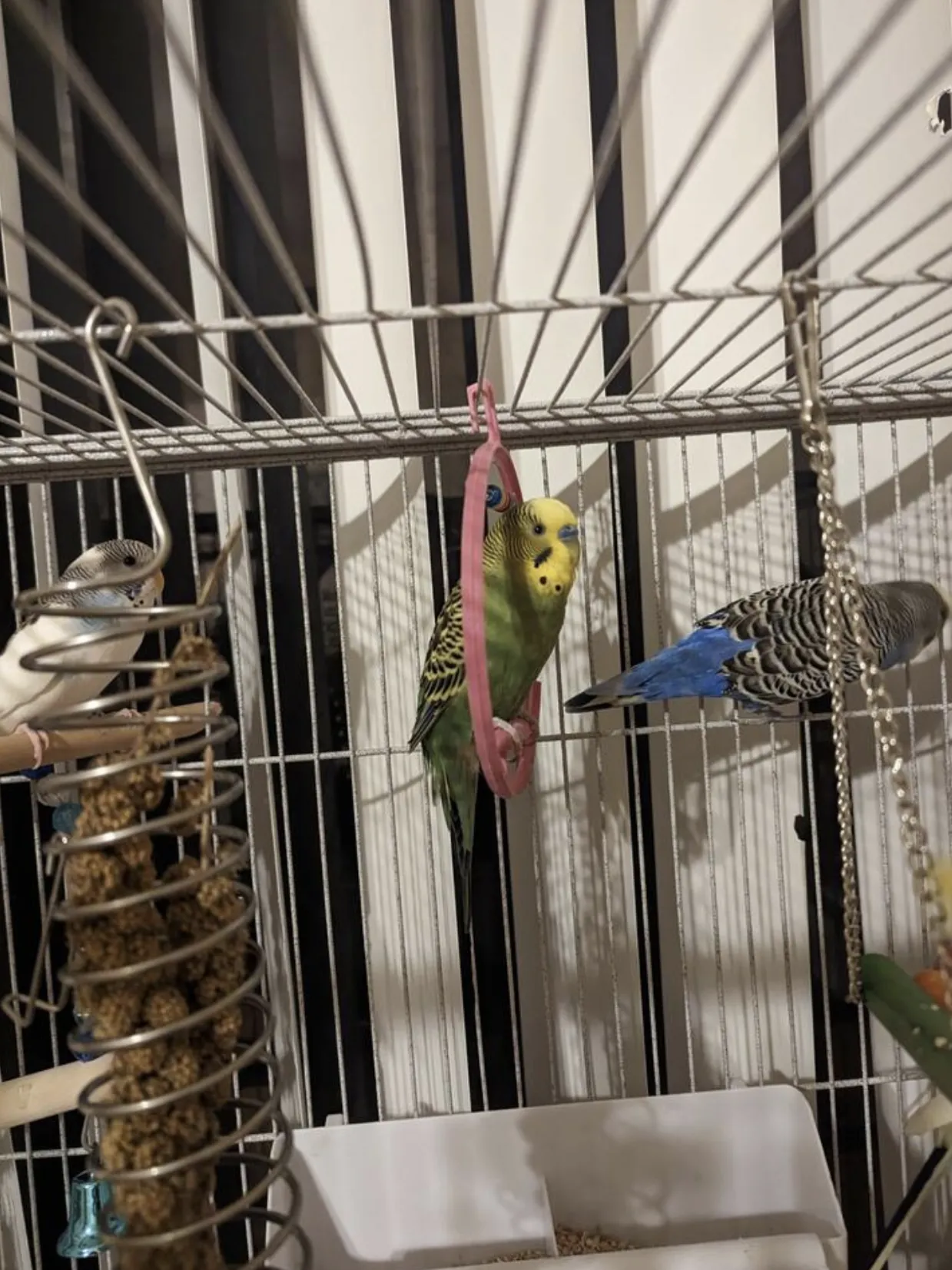 Common mistake of small cages unsuitable for active pet birds