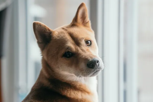 Confused Shiba Inu looking at supplement labels.