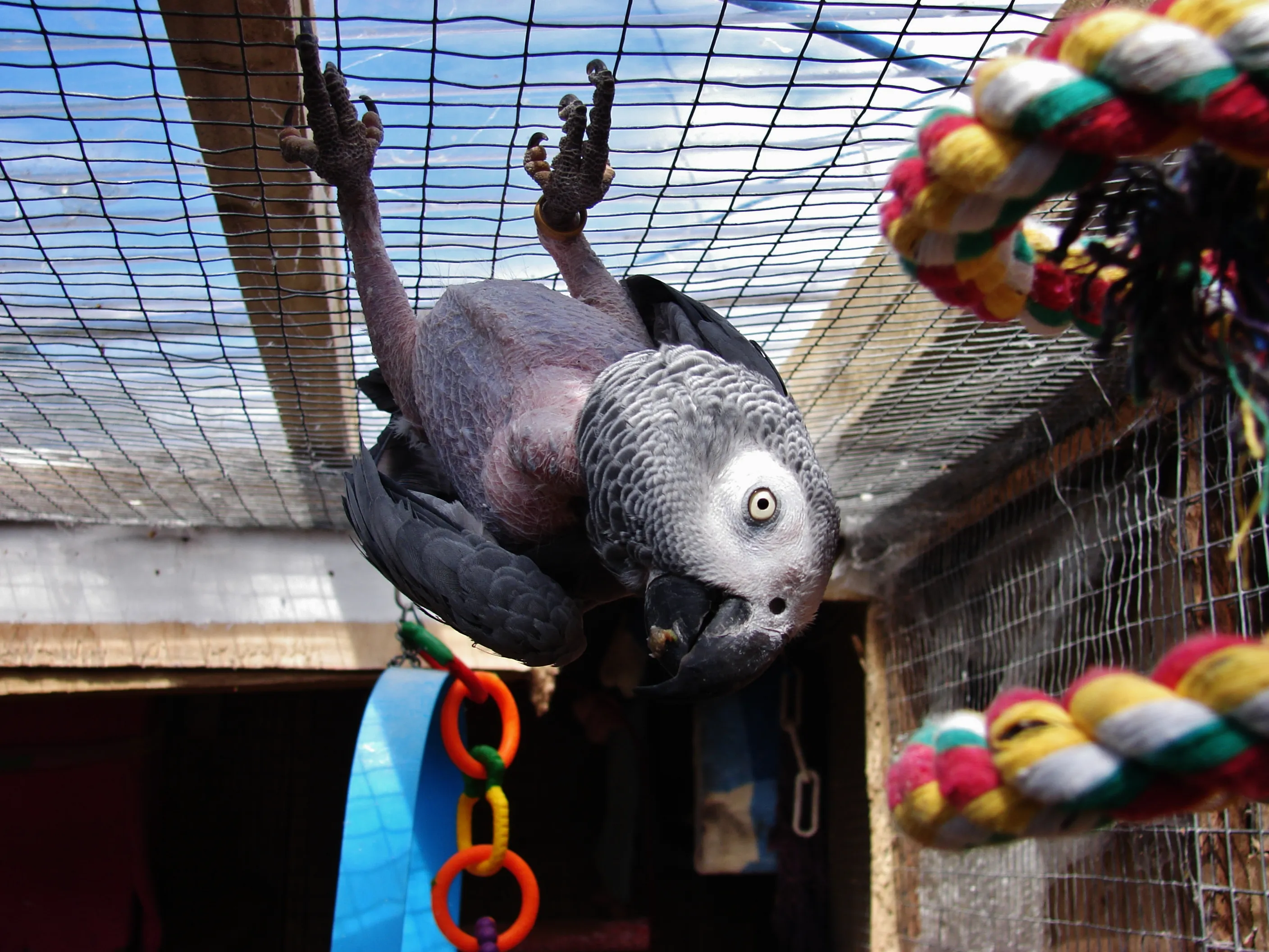 Congo African Grey parrot playing on the aviary roof at Island Parrot Sanctuary