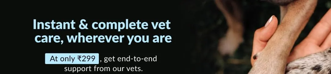 Consult a vet for your Lhasa Apso health needs