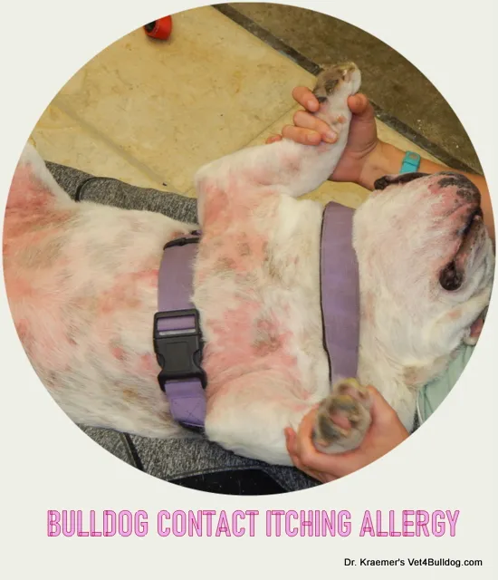 Contact Allergy on a Bulldog's Belly