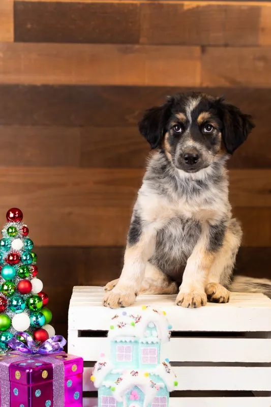 Cookie (#1001-25), adorable Great Pyrenees Mix female puppy, 12 weeks