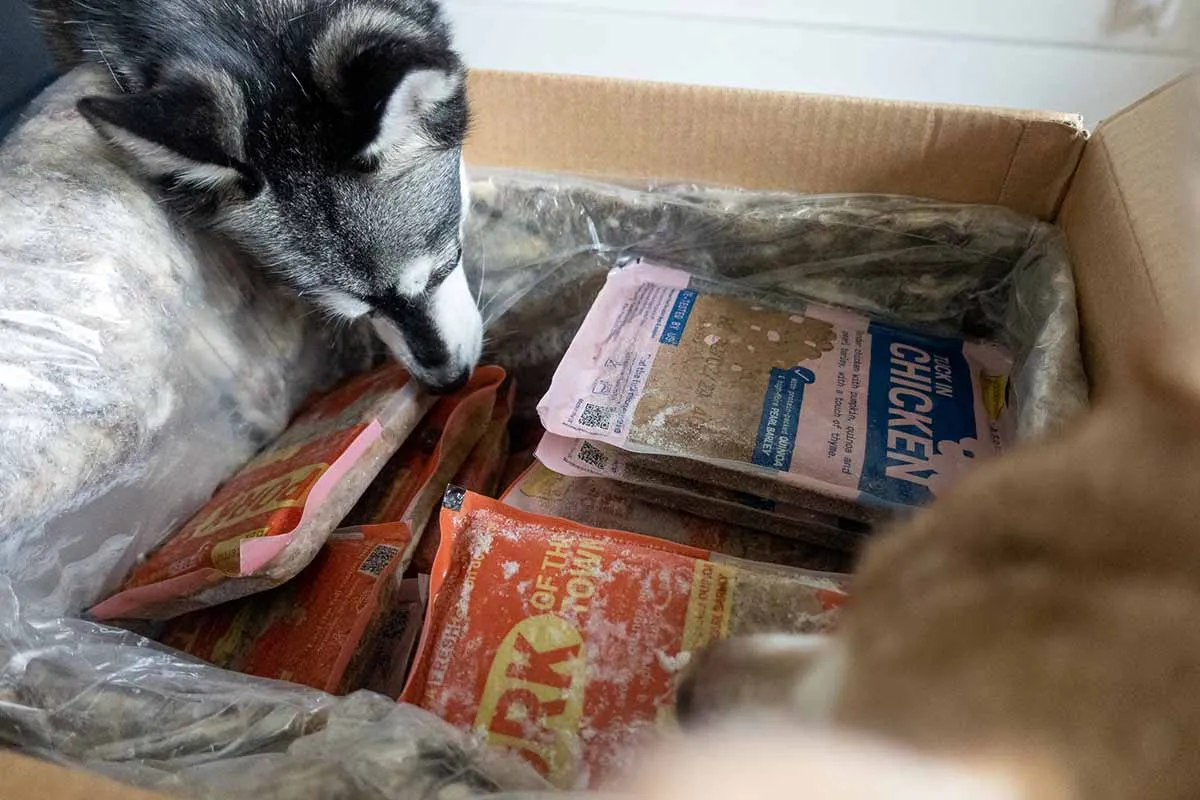 Copper, an Alaskan Klee Kai, eagerly waiting for his Butternut Box meal
